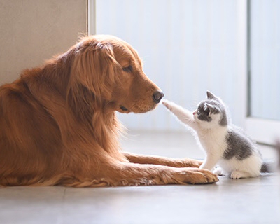 Solutions for Animals